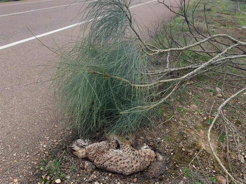 Lince muerto en la cuneta de la N-630 a la altura de Torremejía.