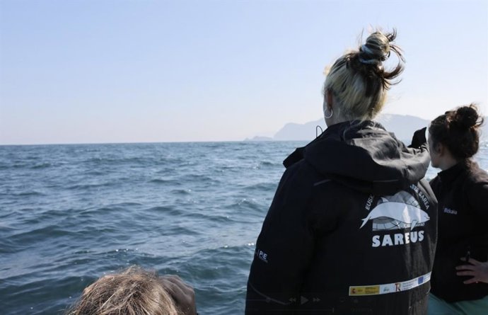 Vuelve al mar la foca gris rescatada por la red Sareus tras tres meses de recuperación en Gorliz