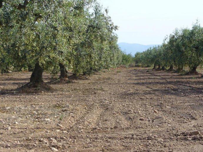 Imagen de un campo de olivos.