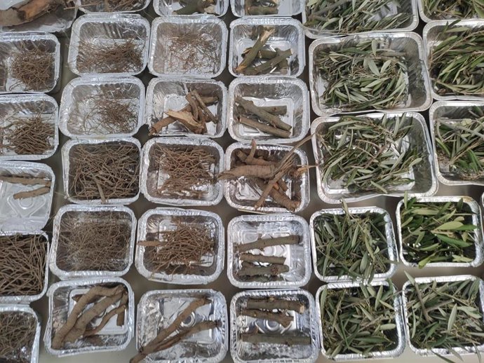 Estudio biomasa del olivar.