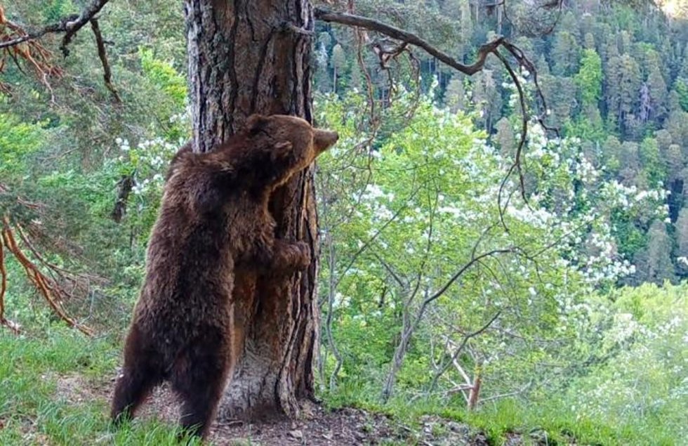 El oso Beroi.