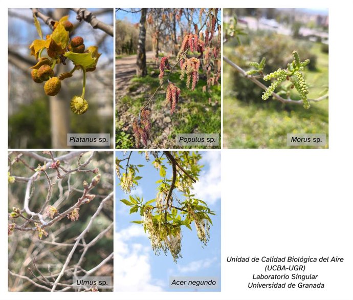 La Unidad de Calidad Biológica del Aire (UCBA-UGR) da por finalizada la polinización de ciprés y alerta de niveles altos de plátano de sombra durante la próxima Semana Santa.