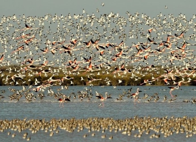 Flamencos, avocetas y agujas colinegras en Doñana.