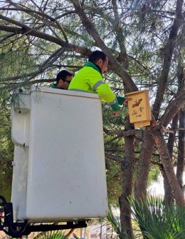 Instalación de cajas nidos para aves rapaces y murciélagos en los parques de Estepona (Málaga).