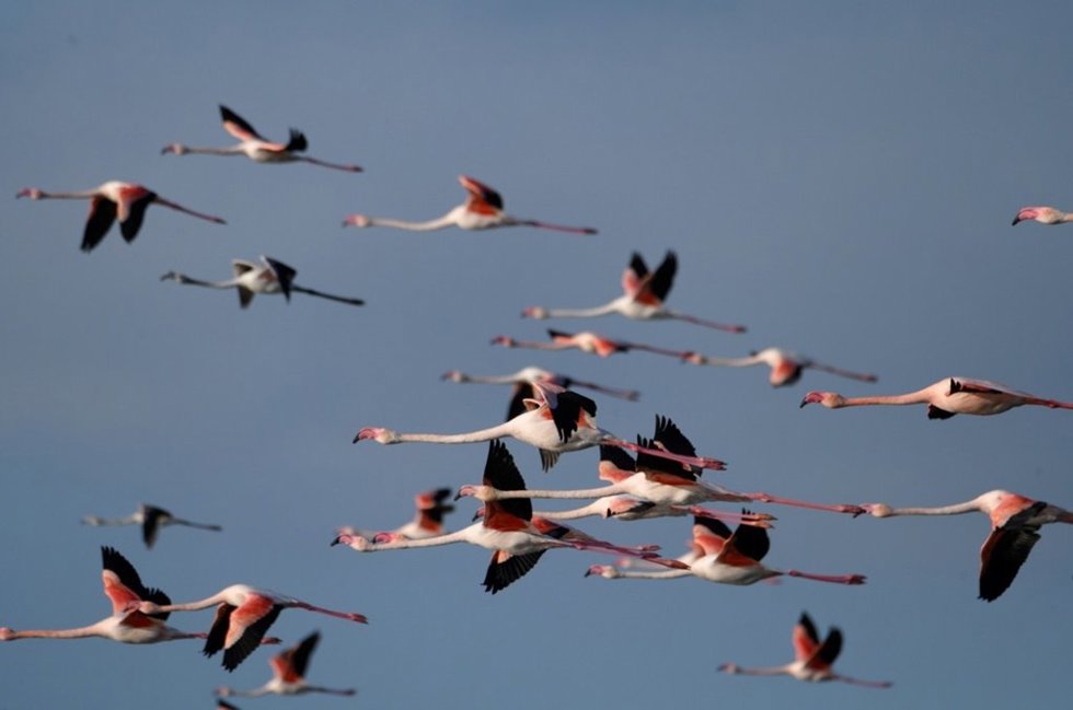 La ICTS-Doñana lanza un portal web abierto con 50 años de censos de aves acuáticas en marismas del Guadalquivir.