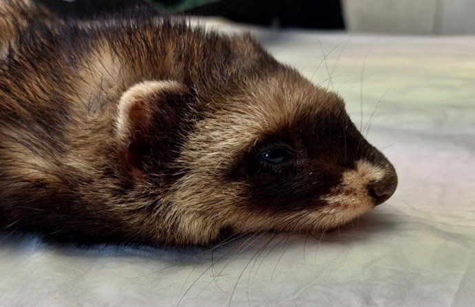 Centro de recuperación de fauna de Álava