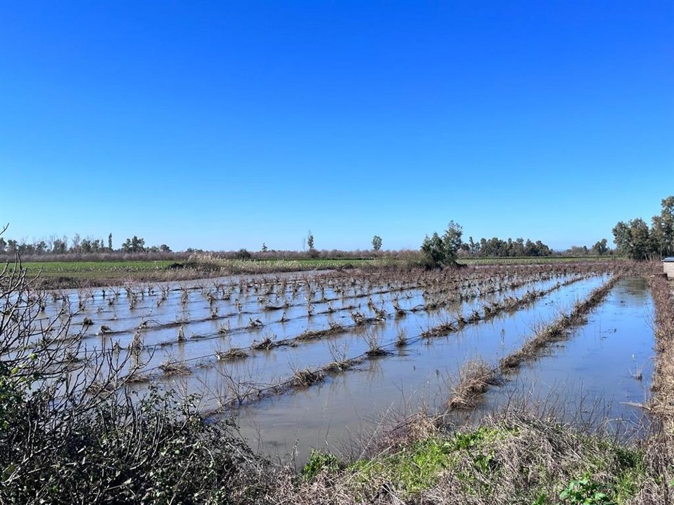Archivo - Un campo de frutales anegado tras las borrascas. Imagen de Archivo