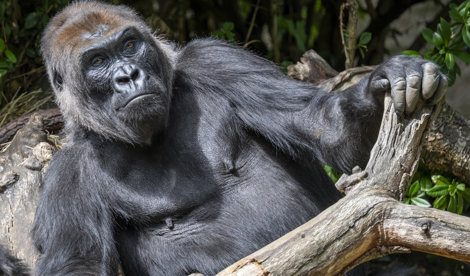 notibrasil sociedade