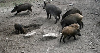 EpAgro - Agricultura