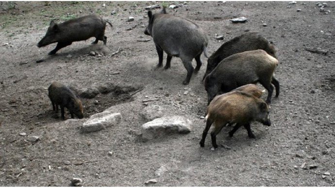 Un grupo de jabalíes