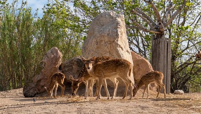Chitales de Terra Natura Benidorm