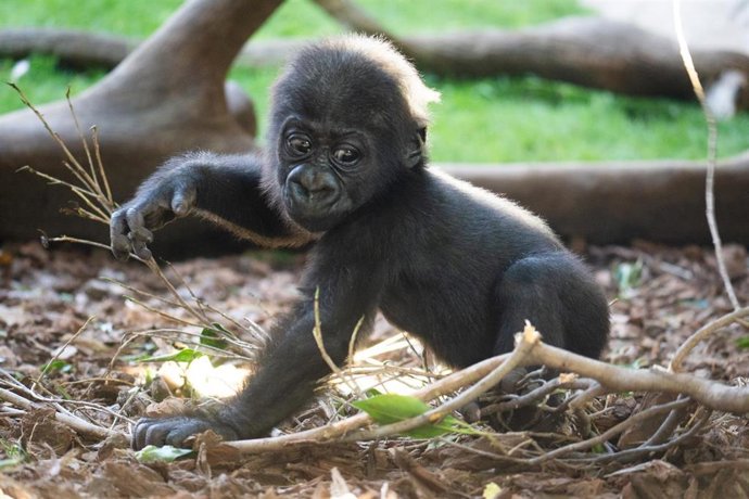 Ernie, la cría de gorila nacida en Bioparc Fuengirola, comienza a dar sus primeros pasos