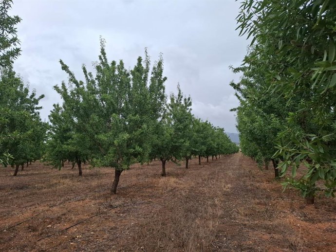 Archivo - Almendros en un campo de Mallorca