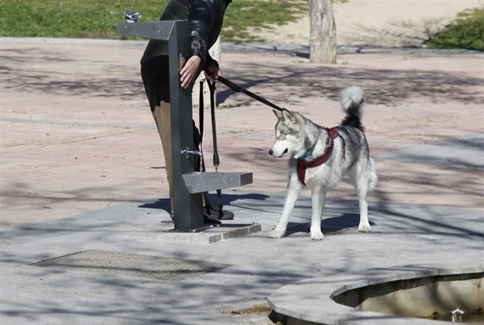 Archivo - Imagen de archivo de un Husky