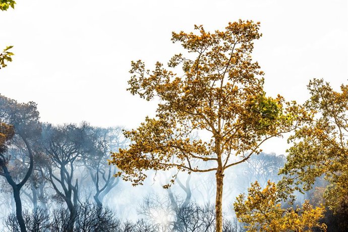 Archivo - Vista del parque de las Canteras tras el incendio declarado en Puerto Real en agosto del 2023. ARCHIVO.