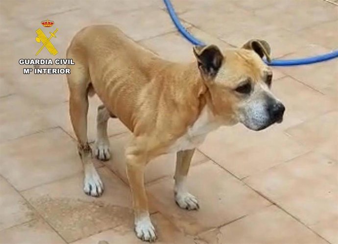El informe constata signos de anemia severa en los dos animales, secundada al estado general del abandono sanitario