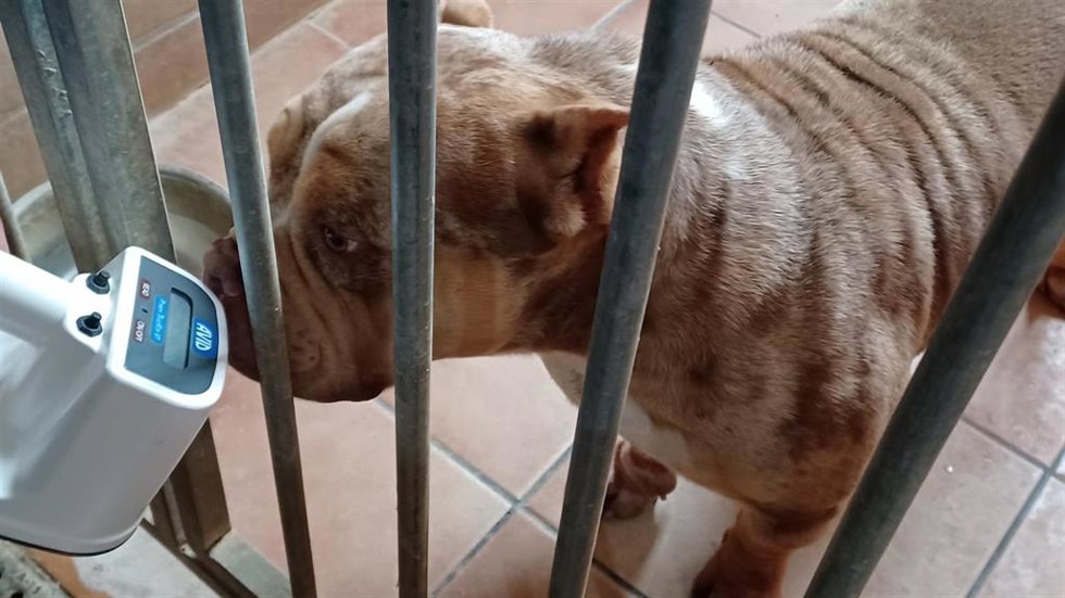 Imagen de un perro.