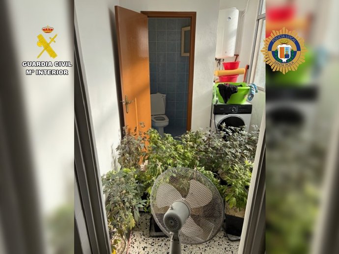 Plantación de marihuana