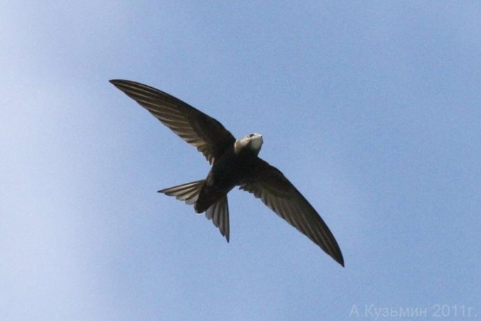 Archivo - Vencejo común