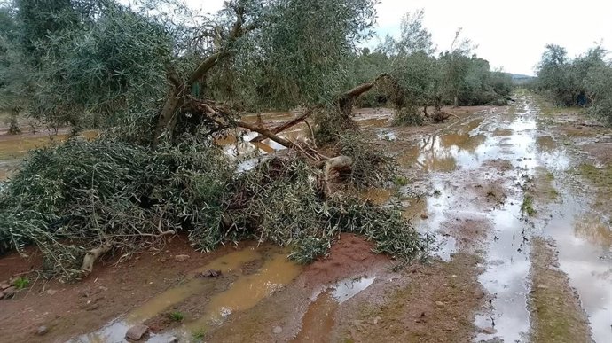 Archivo - Olivar afectado por las lluvias.