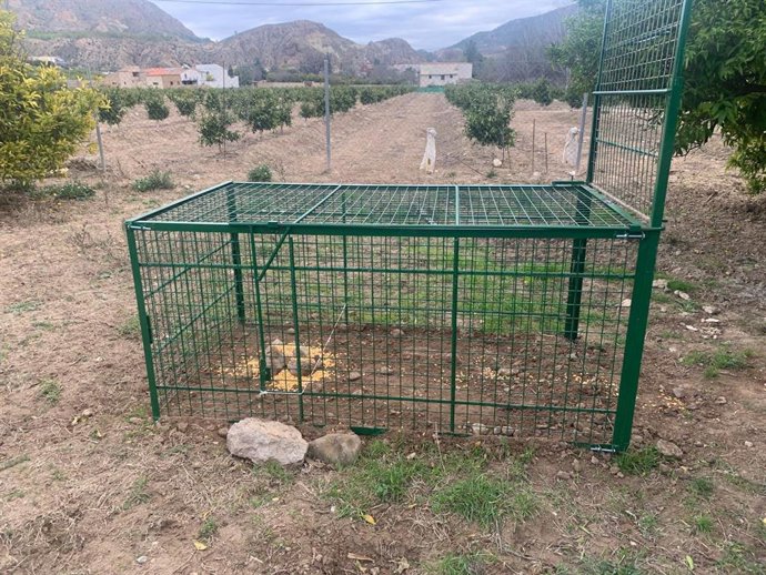 Jaula trampa recientemente adquirida para el control del jabalí en la Región de Murcia.