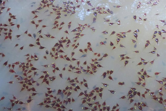 La Generalitat consolida la recuperación de 'tortuguetes' con 25 poblaciones activas y banco genético de 187.000 huevos