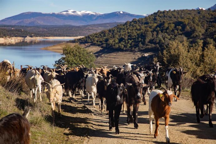 Archivo - Rebaño de cabras trasladándose durante las actividades programadas en el proyecto ‘Trashumarte’, a 21 de febrero de 2026, en El Berrueco, Madrid (España)