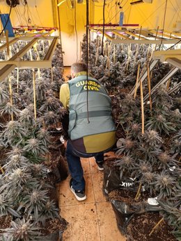 Efectivo de la Guardia Civil en la plantación desmantelada en Almódovar del Río (Córdoba).