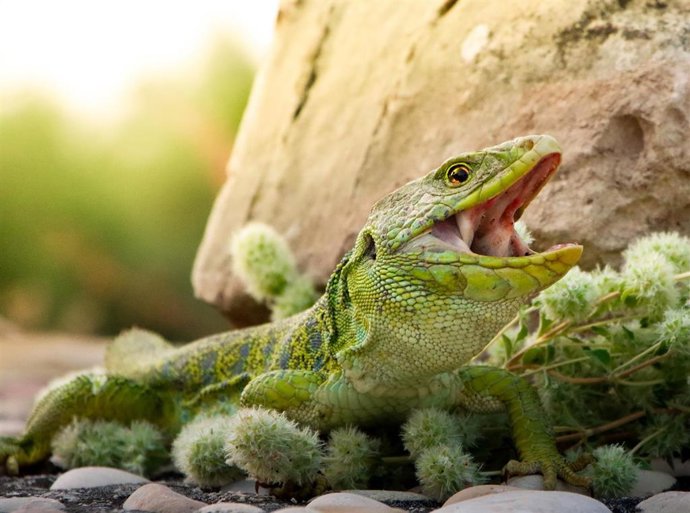 Archivo - Fotografía de Gustavo Barba, premiada en el concurso 'Recorriendo los Caminos Naturales Vías Verdes de la provincia de Jaén'
