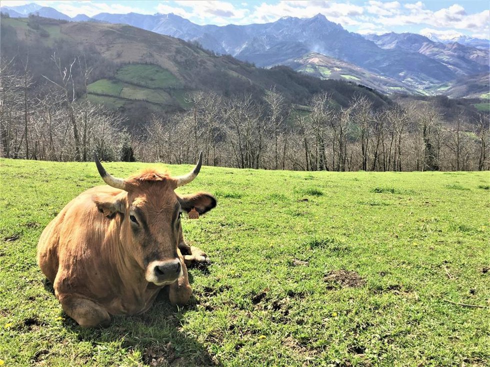 Archivo - Política Agraria Común.- Autorizado un gasto de 89.850.000 euros para la convocatoria de ayudas de la PAC del período 2026-2027
