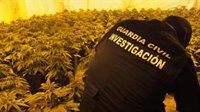 Les piden cinco años de prisión por cultivar más de 400 plantas de marihuana en una casa okupa de Granada