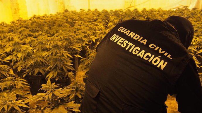 Archivo - Un agente de la Guardia Civil interviene una plantación de marihuana. Archivo.