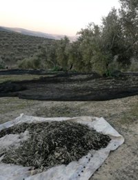 El tren de borrascas reduce al mínimo la rebusca de aceituna en la provincia de Jaén