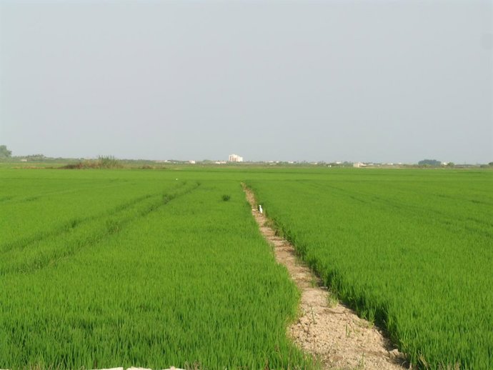 Archivo - Imagen de archivo de un arrozal. 