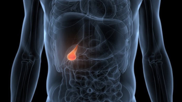 Archivo - Anatomía de la vesícula biliar de órganos internos humanos