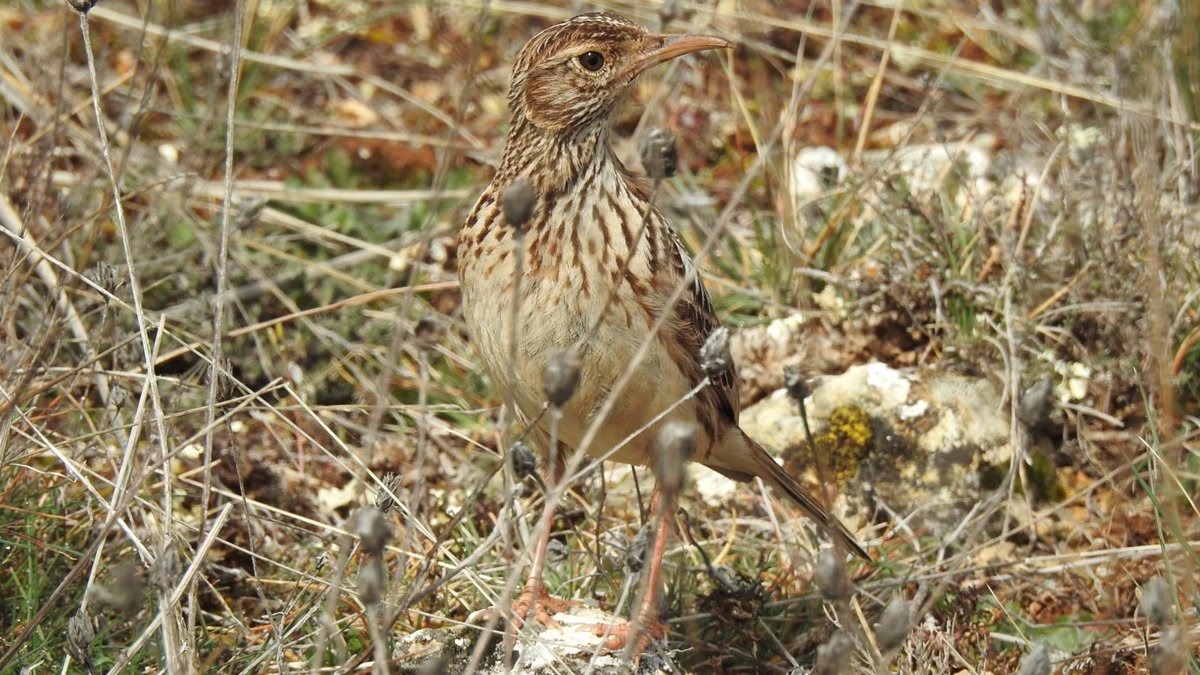 A información pública durante 20 días el proyecto de decreto que aprueba el Plan de recuperación de la alondra ricotí