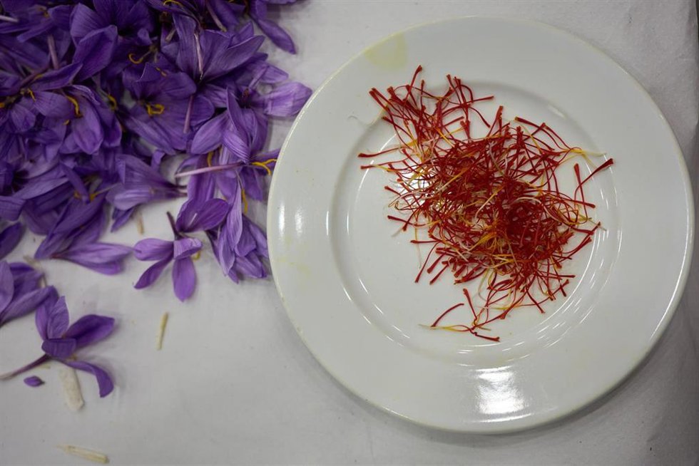 Archivo - Detalle de la flor del azafrán 