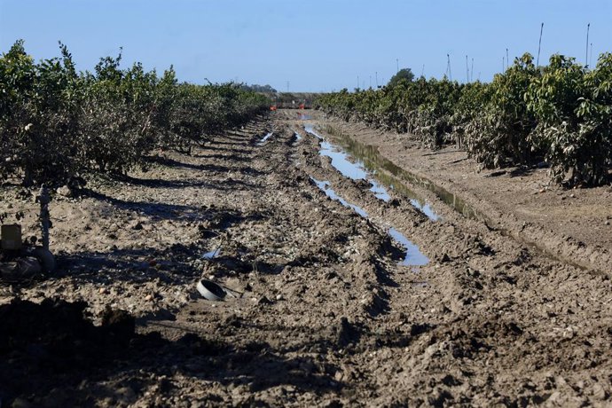 Archivo - Imagen de zonas agrícolas afectadas por el tren de borrascas en Jerez de la Frontera (Cádiz) 