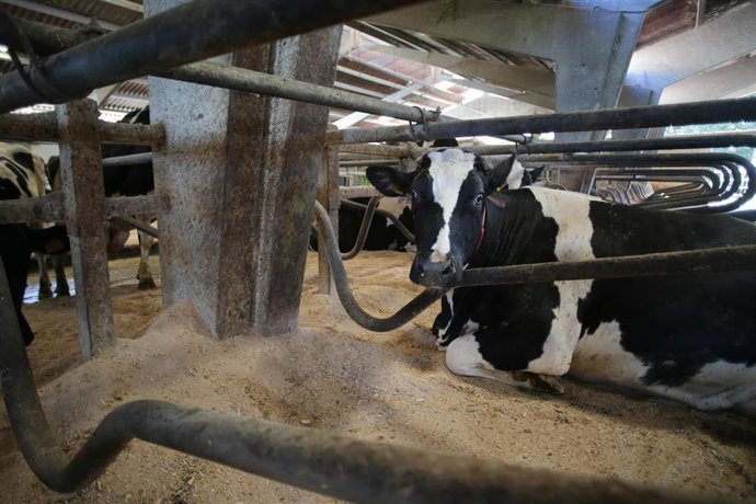 Archivo - Una vaca de una ganadería de lácteo en Sabadelle, a 7 de agosto de 2023, en Chantada, Lugo, Galicia (España). Ganaderos gallegos han denunciado en los últimos días "abandono" por parte de la Xunta ante la vacunación contra la lengua azul. A este