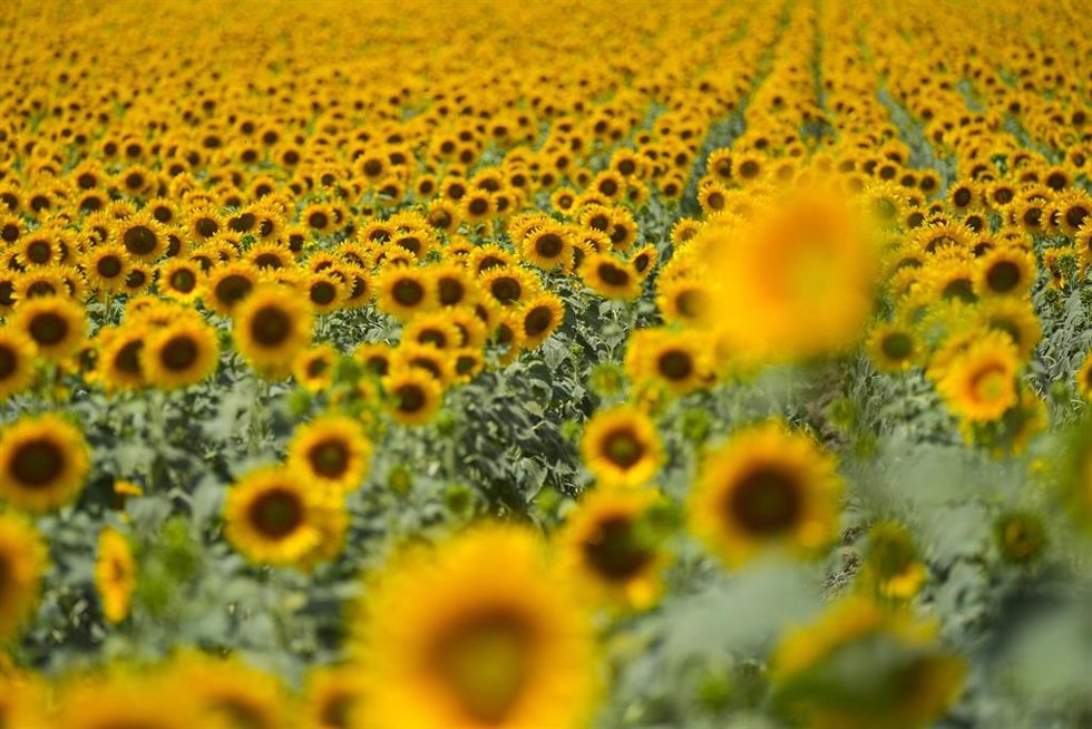 Archivo - Imágenes de un campo de girasoles en florecidos 