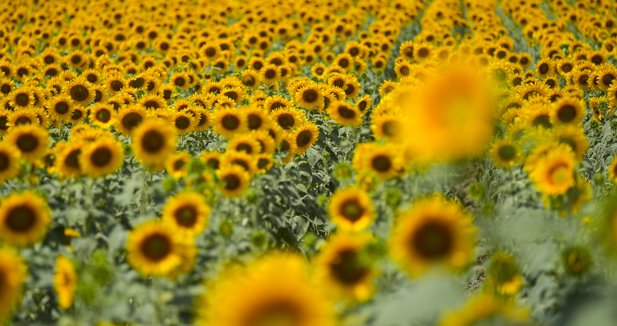 EpAgro - Agricultura