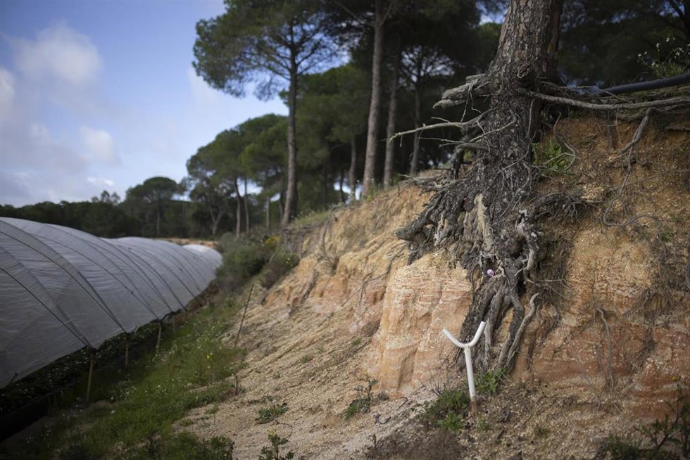 Archivo - Explotación agrícola en Moguer (Huelva) dedicada al cultivo de la fresa afectada por el temporal. A 12 de febrero de 2026 (Foto de archivo). 