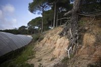Andalucía aprueba las ayudas directas valoradas en 685 millones ante los efectos de las borrascas en el campo