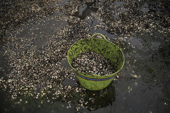 Montones de conchas y marisco muerto, en la playa de Testal, a 18 de marzo de 2026, en Noia, A Coruña, Galicia (España). 