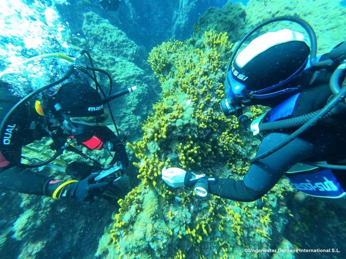 Mostreo Aplysina aerophoba