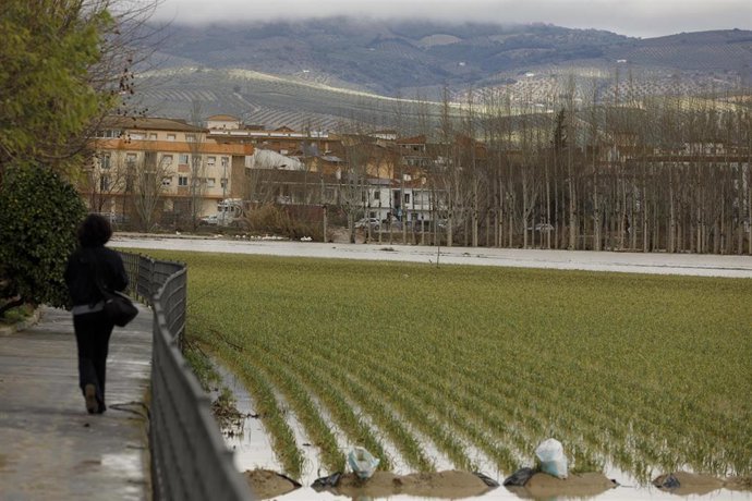 Archivo - Cultivos anegados tras las inundaciones producidas por el desbordamiento del río Genil. A 9 de Febrero de 2026, en Huétor Tájar, Granada (Andalucía, España).