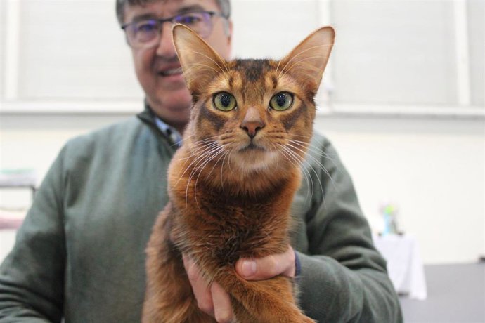 La Exposición Internacional Felina reunirá en Ficoba a 130 ejemplares de 30 razas en su XIX edición