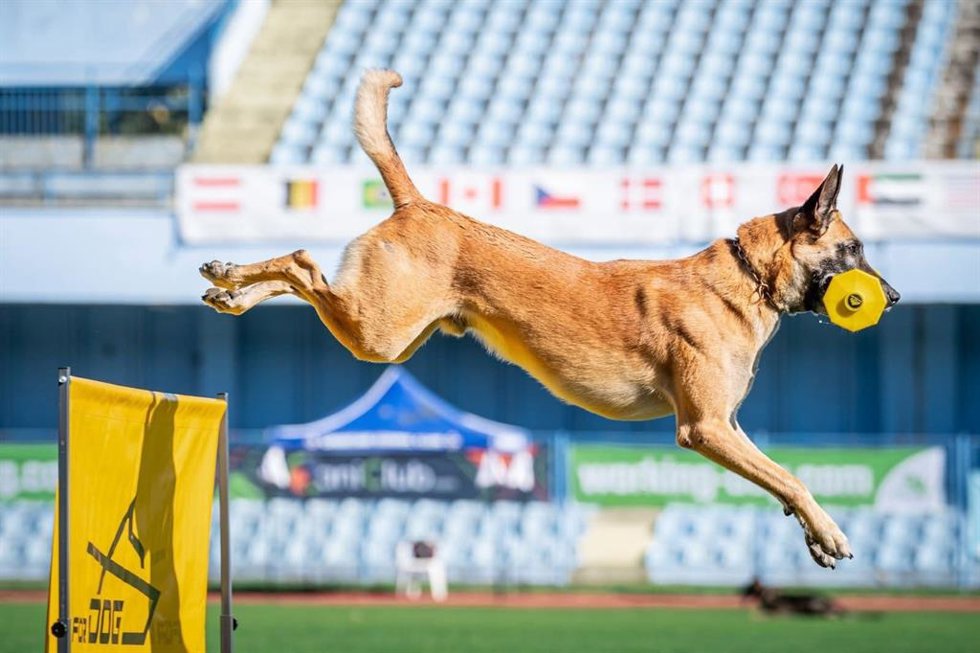 Archivo - Campeonato de adiestramiento canino en una imagen de archivo.