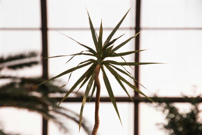 Una dracena marginata