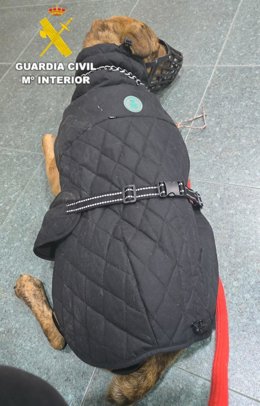 Investigado por abandono animal tras ser localizado un perro en estado grave en Sant Jordi